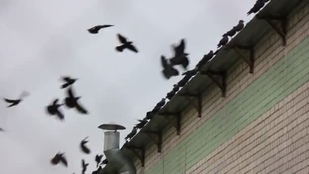 Rabenschwarm fliegt auf das Dach — Stockvideo