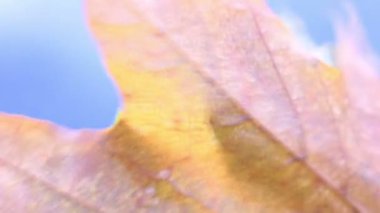 Yaprakları Rüzgar sonbahar artalanları üzerinde sallayarak