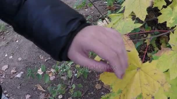 Kvinnlig Hand röra gula höstlöv — Stockvideo