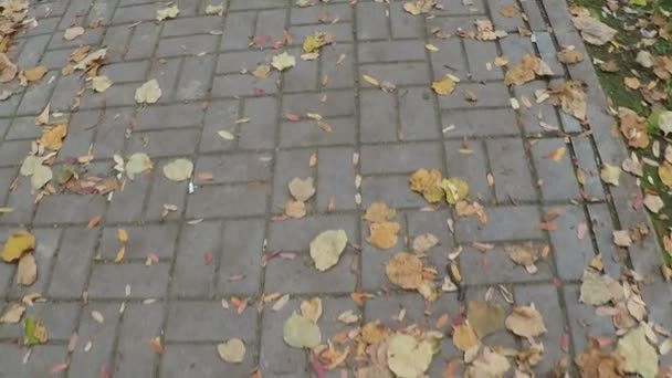 Hösten trottoaren med gula blad — Stockvideo