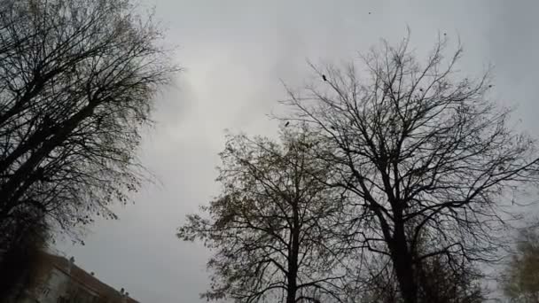 Horrorszene: Vogelschwarm fliegt von Bäumen weg — Stockvideo