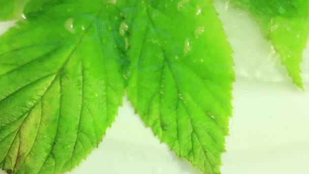 Freezing Cold Ice and Snow Appear on Leaves Winter Time — Stock Video