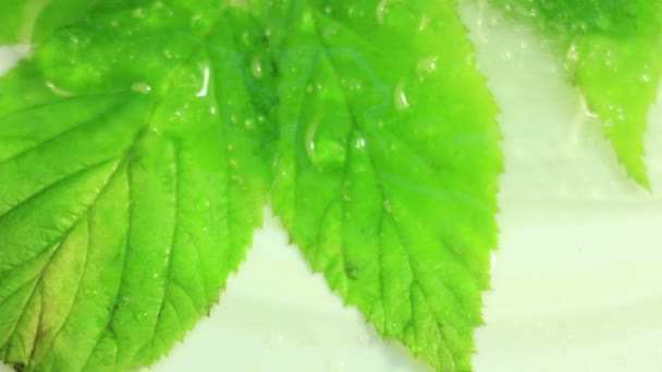 冰融化在绿色植物春天时间失效 — 图库视频影像