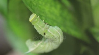 Bitki üzerinde asılı komik yeşil tırtıl