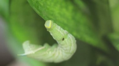 Bitki üzerinde asılı komik yeşil tırtıl