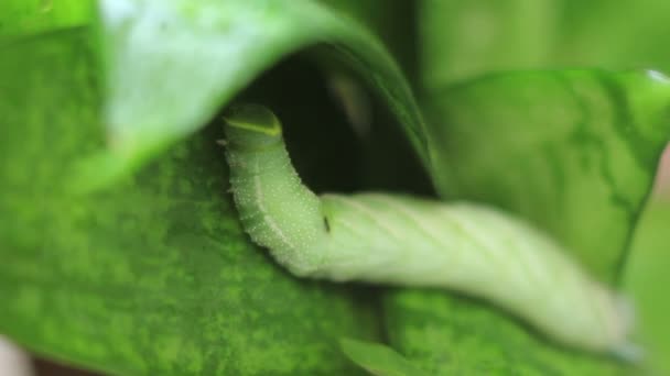 Oruga verde divertida en la planta — Vídeos de Stock