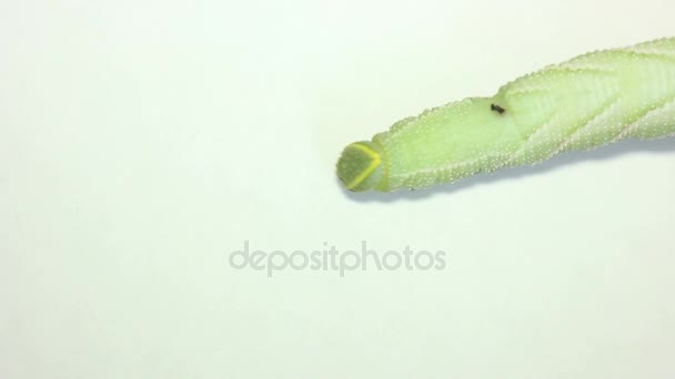 Funny Green Caterpillar Creeping Isolated — Stock Video