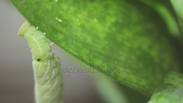 Oruga verde divertida en la planta — Vídeo de stock