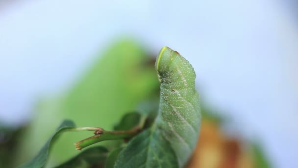 Смішна зелена гусениця, замаскована як гілка — стокове відео