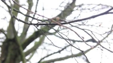 Ağaçlar çıplak dallarında