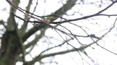 Ağaçlar çıplak dallarında