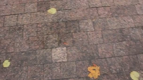 Herfst bladeren plas trottoir — Stockvideo