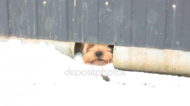 Komik Yorkshire köpek havlamaya çitin