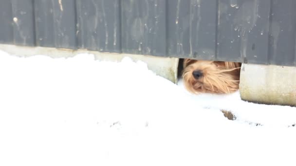 Rolig Yorkshire hund skällande från staketet — Stockvideo