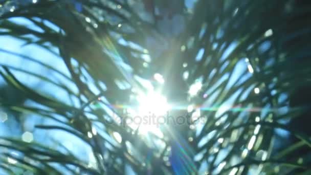 Rayos de sol en la nieve brillando en el árbol — Vídeo de stock