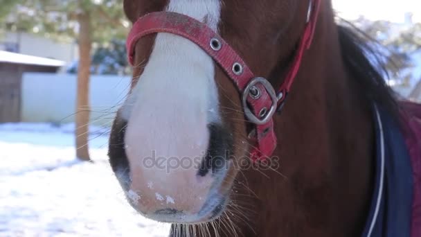 Cabeza de caballo de nariz de animal — Vídeo de stock