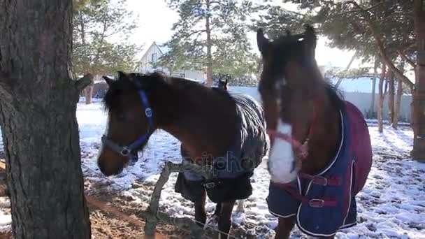 Caballos pastando en el campo — Vídeos de Stock