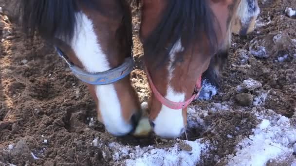 Dos caballos divertidos comiendo manzana — Vídeos de Stock