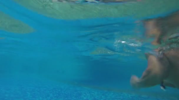 Muž plavání pod vodou v bazénu — Stock video