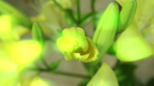 Wondere wereld schijnt achtergrond gele Lily bloem haar Blossom Time-lapse openen — Stockvideo