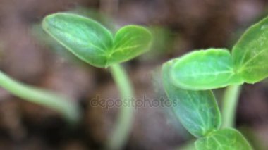 Güneş Timelapse dönen küçük salatalık bitkiler