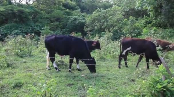 Vacas que pastam no campo Tropical — Vídeo de Stock