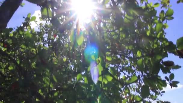 Raggi del sole attraverso bellissimi alberi tropicali — Video Stock