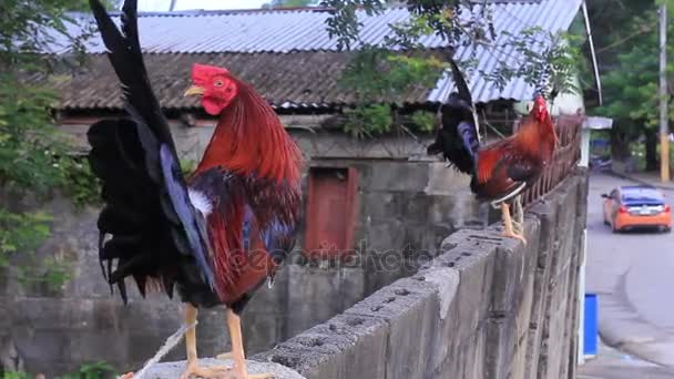 Colorful Cute Roosters on the Fence Flapping Wings — Stock Video