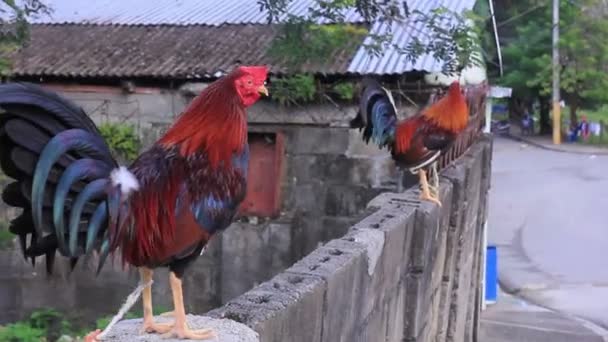 Funny Cute Colorful Roosters on the Fence — Stock Video