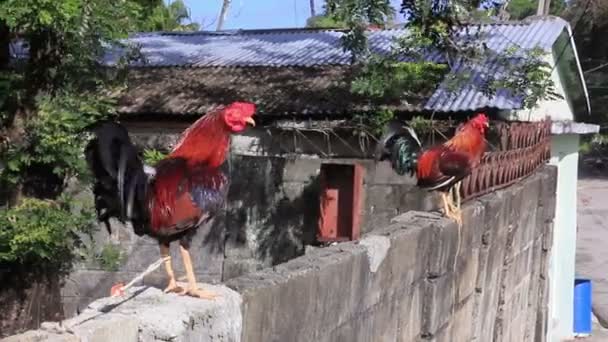 Un par de gallos en la valla — Vídeos de Stock