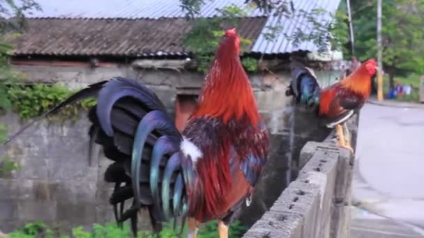 Divertido lindo colorido gallos en la valla — Vídeos de Stock