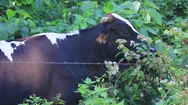 Vaca com chifres quebrados em árvores da selva — Vídeo de Stock