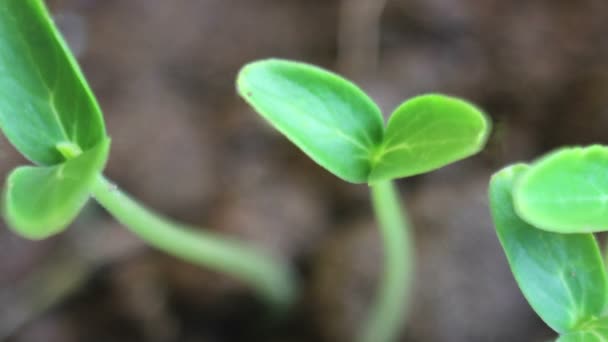 Växande grönsaker peppar växter följande Sun — Stockvideo