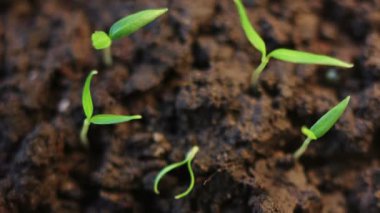 zaman atlamalı yeşil bitkiler çimlenme süreci, yakın çekim