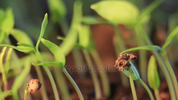 Pequenas plantas verdes crescente lapso de tempo — Vídeo de Stock