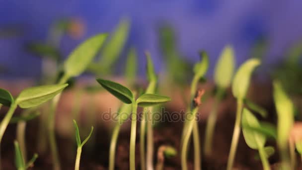 Μικρά πράσινα φυτά αυξανόμενη Time Lapse — Αρχείο Βίντεο