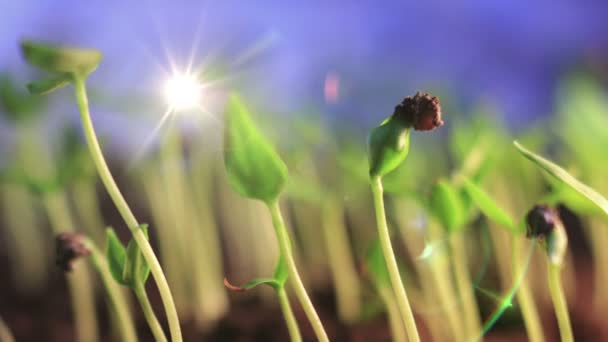 Csírázási Idő Telik Kis Zöld Növények Nap Tavaszi Nyári Növekedés — Stock videók