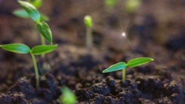 Tohumlar Filiz çimlenme bitkiler büyümek