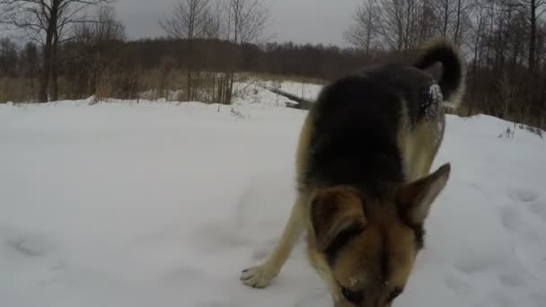 Oveja perro olfateando cámara — Vídeo de stock