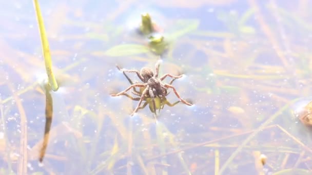 Spindel kör genom vattnet — Stockvideo