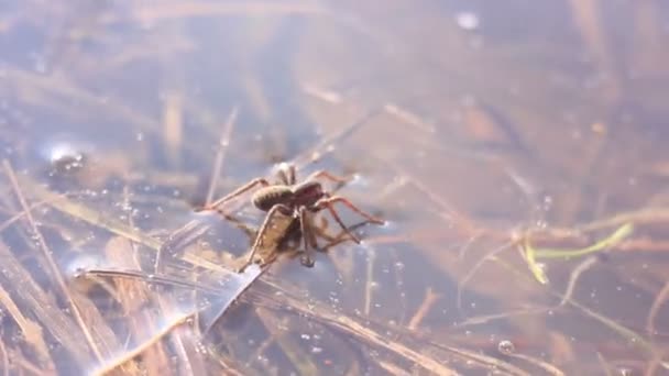 Araña corriendo por el agua — Vídeo de stock