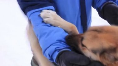 Kızgın köpek saldırısı adam sahibi ile oynamak