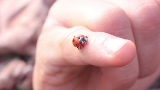 Ladybird mano arrastrándose mariquita macro — Vídeos de Stock