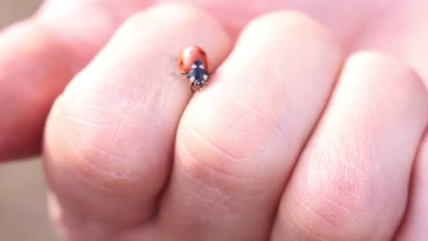 Ladybird mano arrastrándose mariquita macro — Vídeos de Stock