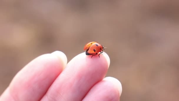 Ladybird mano arrastrándose mariquita macro — Vídeo de stock