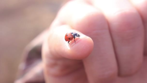 Ladybird mano arrastrándose mariquita macro — Vídeo de stock