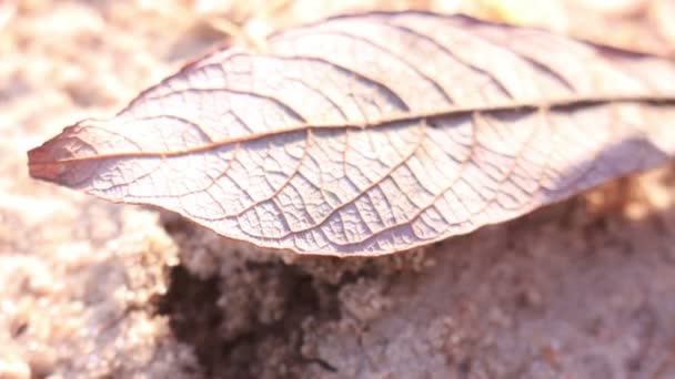 Prise manuelle de feuilles sèches du sable Sécheresse Terre Concept 