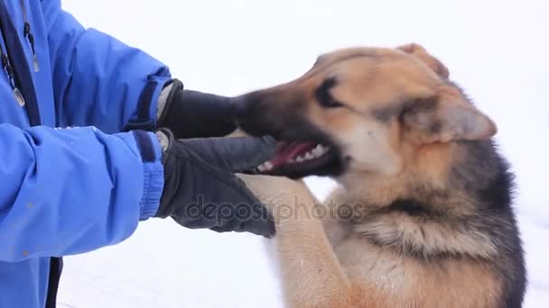 Jugando con el perro de oveja afuera en invierno Nieve — Vídeo de stock