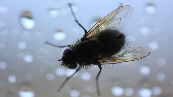 Будинок літати комахи повзуть біля вікна — стокове відео