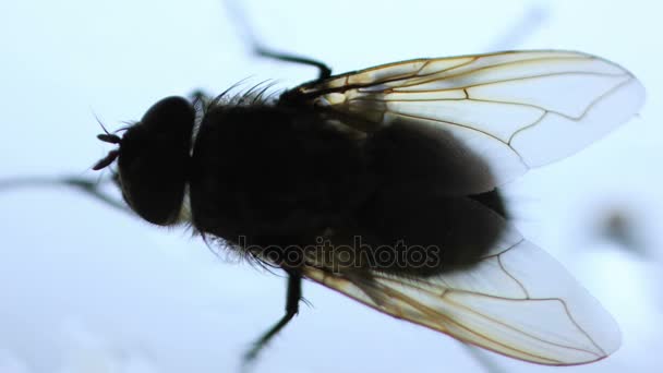 Mouche domestique Insecte rampant par la fenêtre — Video